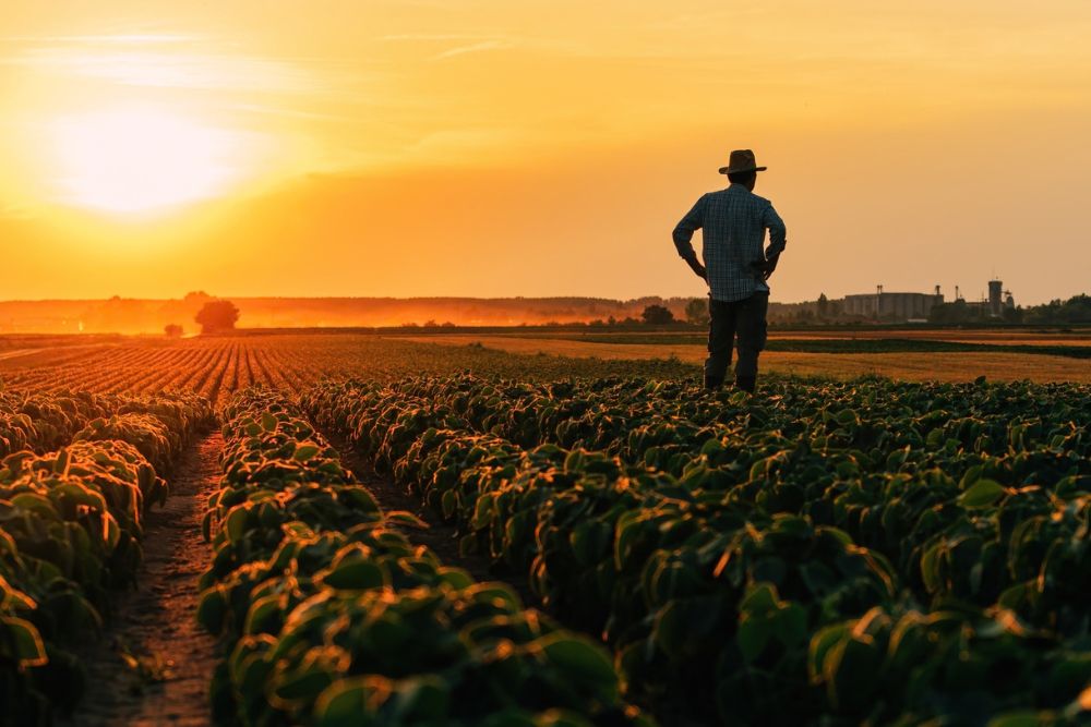 Ivory Plains - Resources for Farmers Struggling With SUD, AUD and MHD